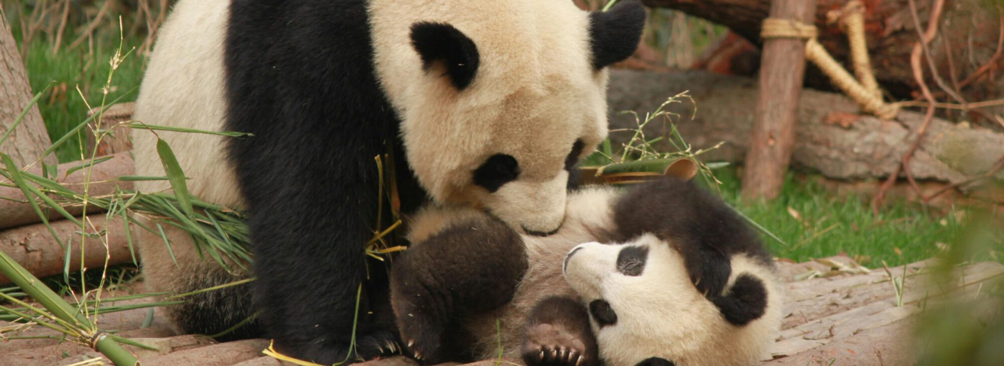 CPA Pankow – Pankower Pandabären